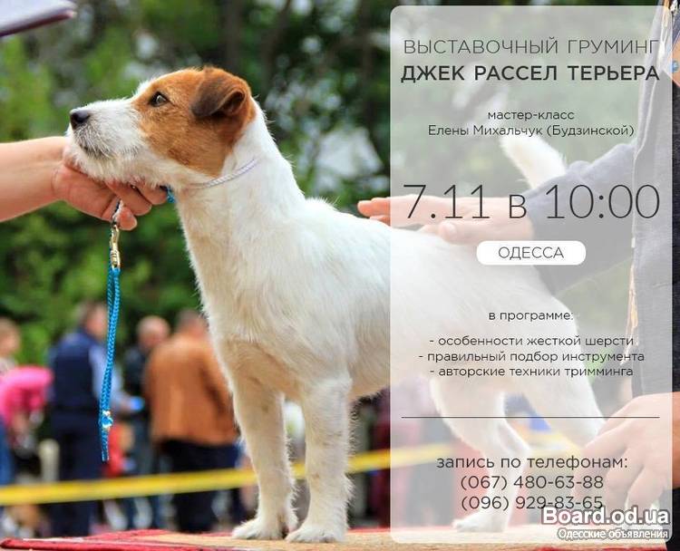 Джек-рассел-терьера и уход за шерстью Джек-рассел-терьера и уход за шерстью