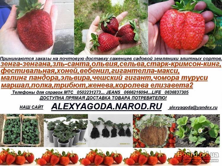 Сорт клубники женева описание и отзывы Сорт клубники женева описание и отзывы