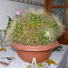 Echinocactus grusonii