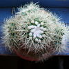 Echinocactus grusonii