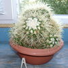 Echinocactus grusonii