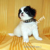 Japanese Chin