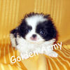 Japanese Chin