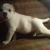 american bulldog