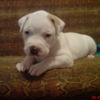 american bulldog