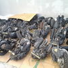 Honda dio 2000